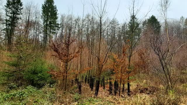 Baumpflanzaktion der Westerwald Bank