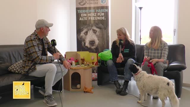 Hund Katze Specht aus dem Tierheim Koblenz