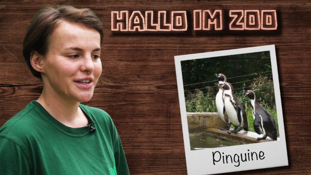 Pinguinfütterung im Zoo Neuwied