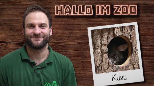 Hallo im Zoo: Die Kusus sind los