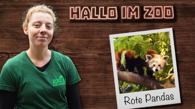 Flauschalarm im Zoo: Die Roten Pandas