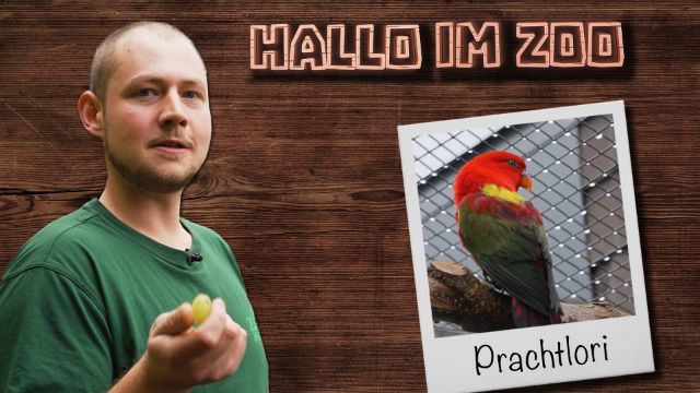 Wir bringen Farbe ins Wintergrau - Prachtlori bei Hallo im Zoo
