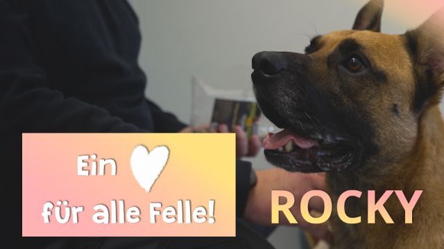 Ein Herz für alle Felle - Rocky