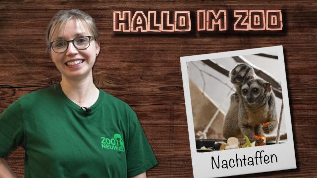 Nachwuchs bei den Nachtaffen - Hallo im Zoo