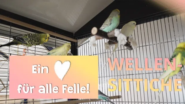 Ein Herz für alle Felle - Wellensittiche