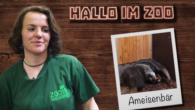 Eingewöhnung im neuen Outback I Ameisenbär Bramble