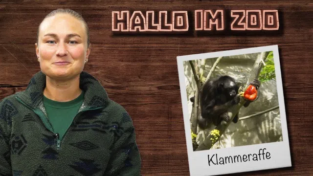 Fütterung bei den braunen Klammeraffen