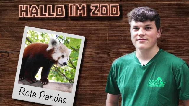 Nachwuchs bei den roten Pandas!
