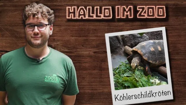 Fisch für die Köhlerschildkröten