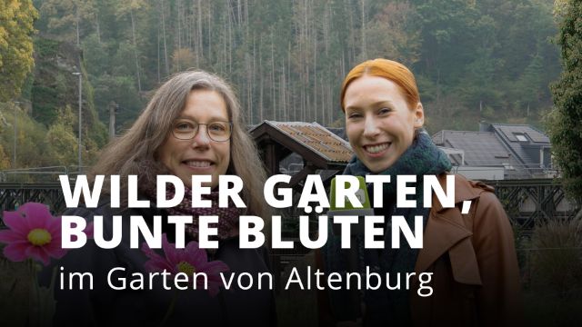 Bunte Pflanzen, wilder Garten - In Altenburg bei Ahrweiler Bunte Pflanzen, wilder Garten - In Altenburg bei Ahrweiler