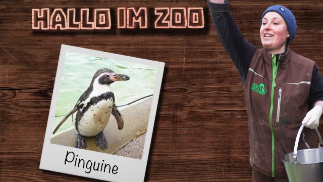 Endlich wird es warm! Die Humboldt-Pinguine freuen sich auf den Frühling