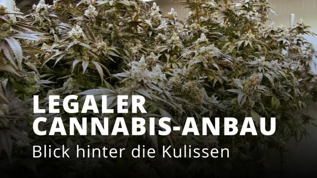 Zwischen Hightech und Hanf - So funktioniert legaler Cannabis-Anbau im Verein