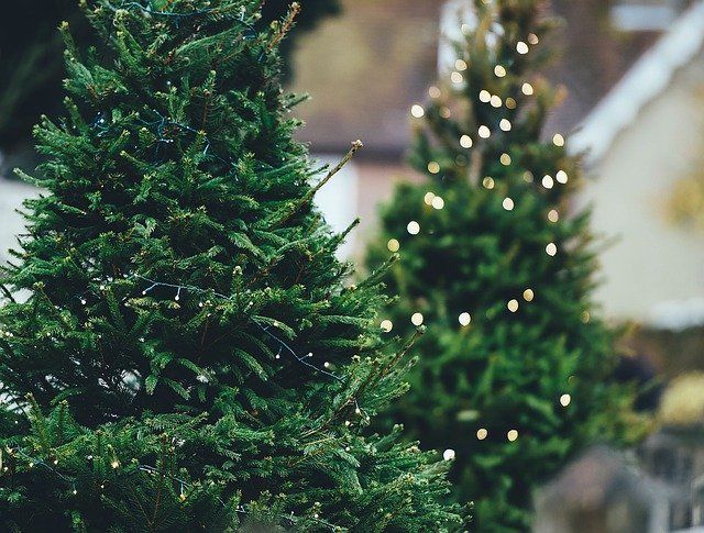 Hohe Nachfrage im Weihnachtsbaumverkauf