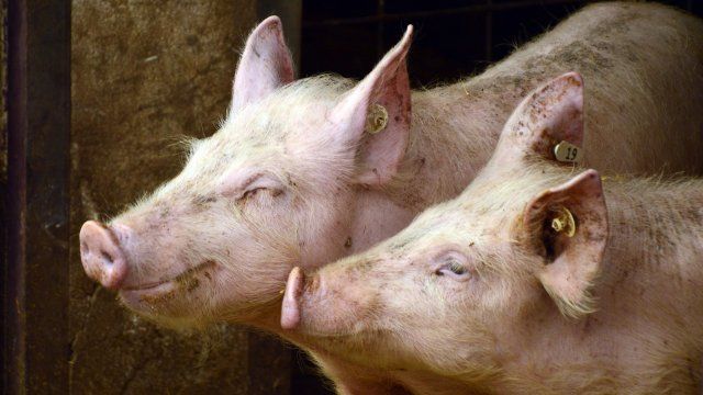 Schweinezüchter leiden unter Pandemie