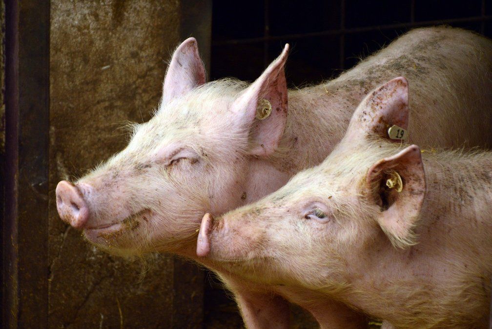 Schweinezüchter leiden unter Pandemie Schweinezüchter leiden unter Pandemie