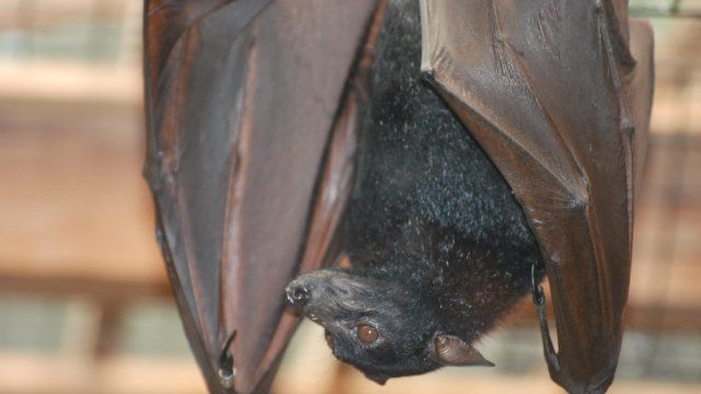  31.000 Euro für Dachbodensanierung wegen Fledermäusen