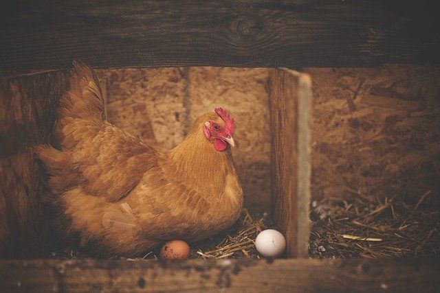 Erster Fall der Vogelgrippe in Rheinland-Pfalz