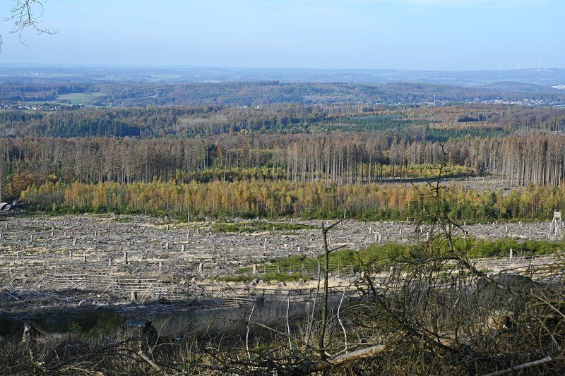 Steigen die Holzpreise in den nächsten Jahren enorm?