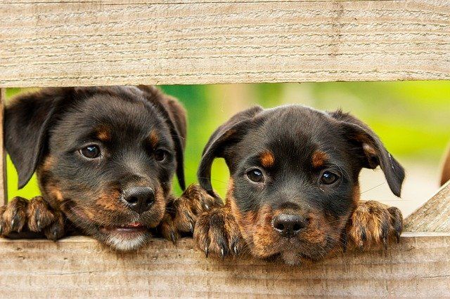 RLP: Tierheime laufen über - Leute überfordert mit Haustieren