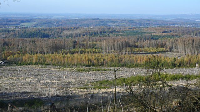 Steigen die Holzpreise in den nächsten Jahren enorm?