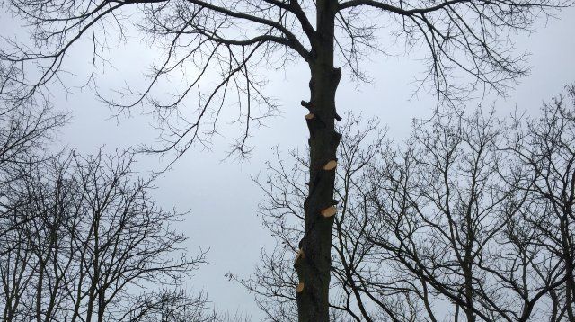 Baumfrevel im Rheinquartier Lahnstein PI Lahnstein hat Ermittlungen aufgenommen