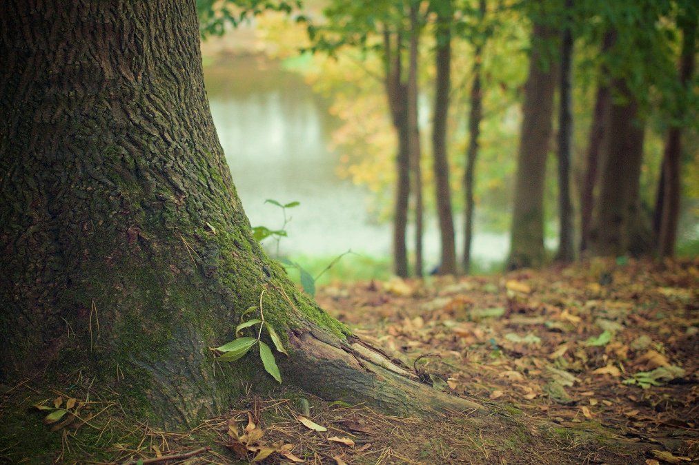 Wälder in Rheinland-Pfalz in schlechtem Zustand