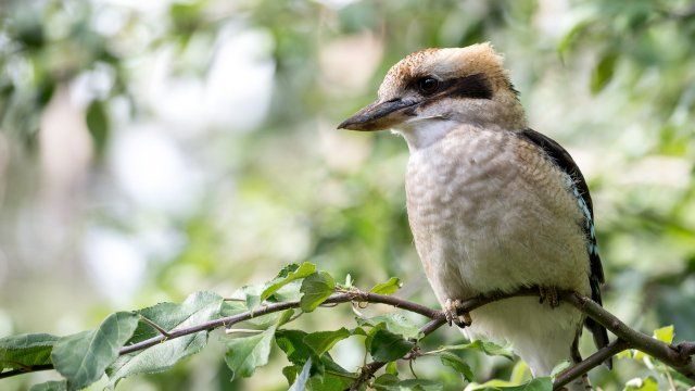 Neuwieder Zoo wird erneuert