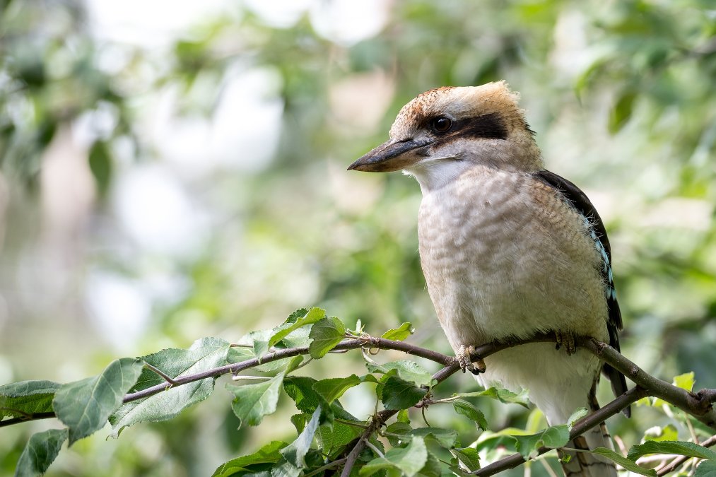 Neuwieder Zoo wird erneuert