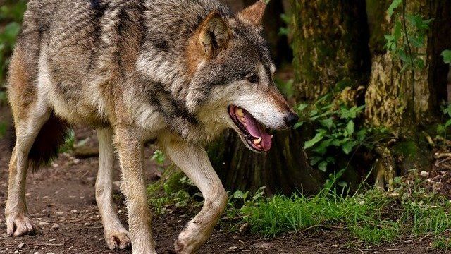 Wer hat Angst vor dem bösen Wolf? 