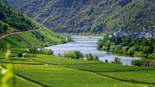 Weingüter erwarten deutliche Kosten- und Preissteigerung