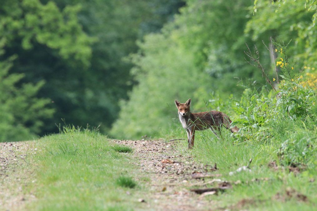 Staupevirus bei Füchsen und Dachs nachgewiesen Staupevirus bei Füchsen und Dachs nachgewiesen