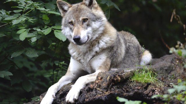Freiwillige Helfer bauen Schutzzäune gegen Wölfe