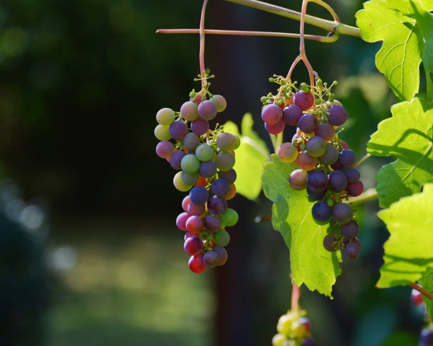 Weinfestival erstmals in Koblenz eröffnet