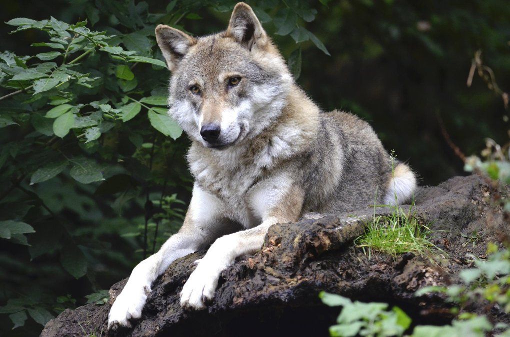 Freiwillige Helfer bauen Schutzzäune gegen Wölfe