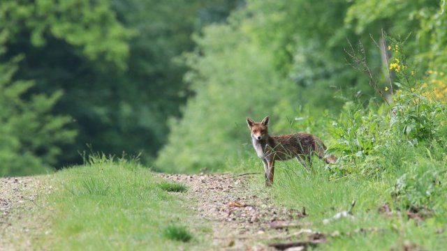 Staupevirus bei Füchsen und Dachs nachgewiesen