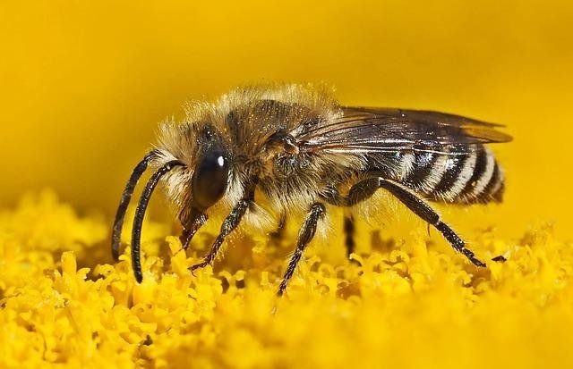 Kein Summen und Brummen von Bienen