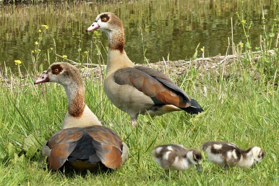 Tierischer Familienausflug auf der B9 Tierischer Familienausflug auf der B9