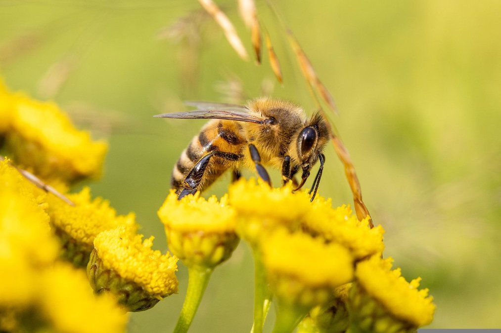 Imker beklagen Bienen-Verluste im Südwesten Imker beklagen Bienen-Verluste im Südwesten