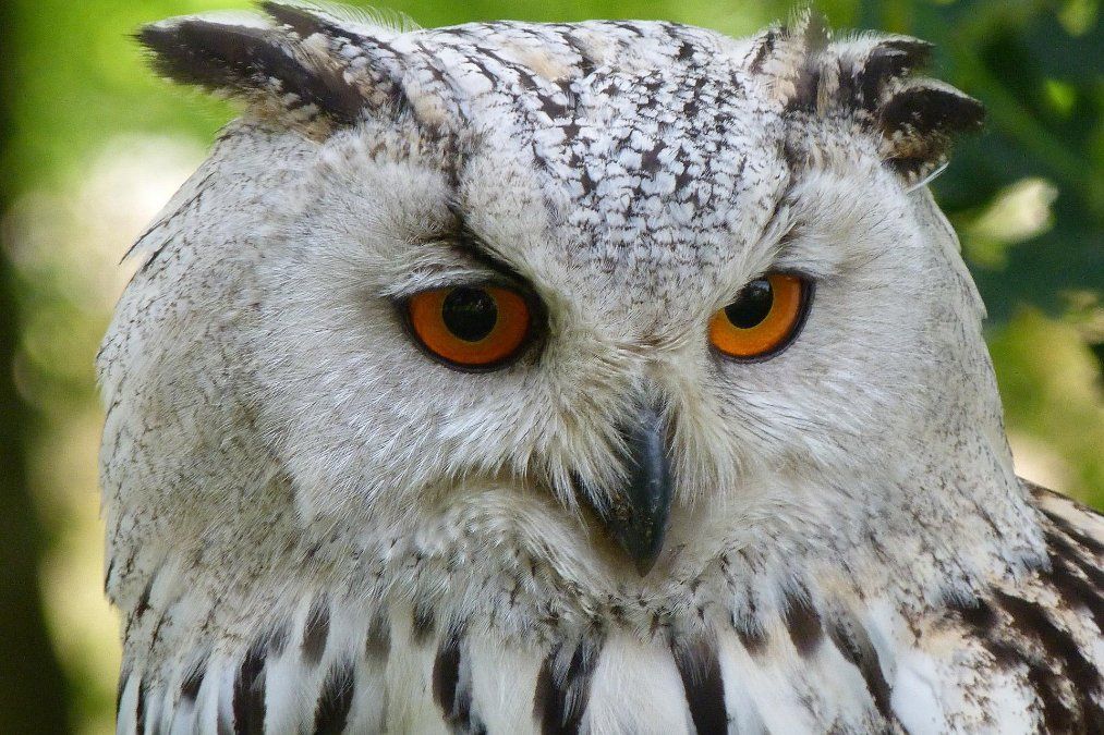 Nicht korrekt montierte Schutzvorrichtung: Weiterer Uhu stirbt an Strommast
