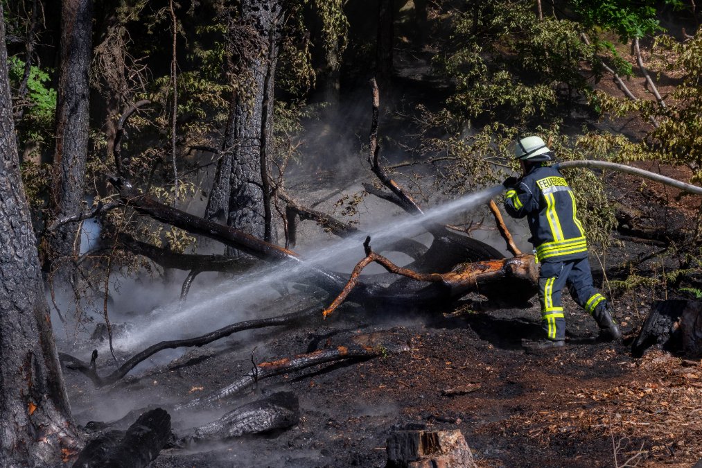 Waldbrand über 200 Quadratmeter in Rheinland-Pfalz