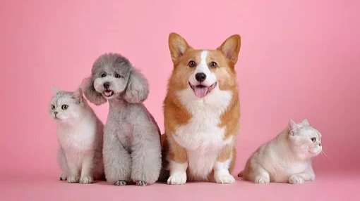  Hundesteuer