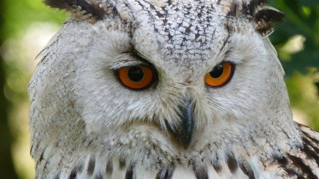 Nicht korrekt montierte Schutzvorrichtung: Weiterer Uhu stirbt an Strommast