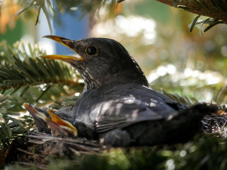 Naturschützer rufen zu Achtsamkeit für Jungvögel auf Naturschützer rufen zu Achtsamkeit für Jungvögel auf