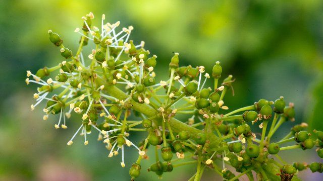 Frühe Blüte in Weinbergen: "Jeder Regen ist willkommen!"