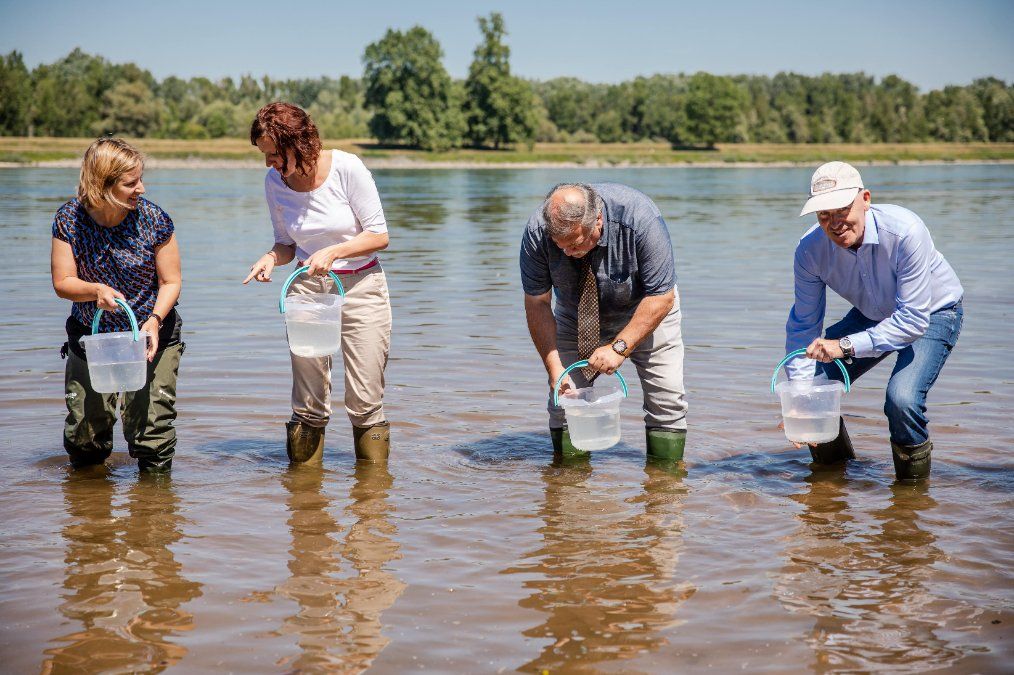 Mehr als neue 400.000 Maifische sollen sich im Rhein ausbreiten Mehr als neue 400.000 Maifische sollen sich im Rhein ausbreiten