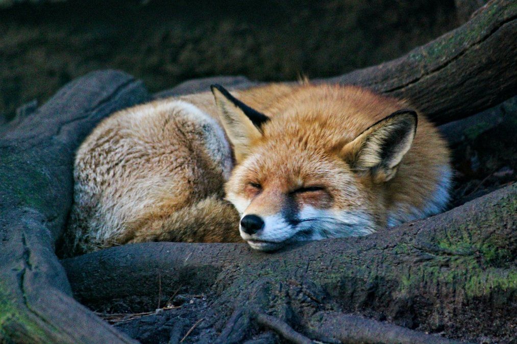 Tierschutzorganisation lobt Belohnung für Hinweise auf Tierquäler aus Tierschutzorganisation lobt Belohnung für Hinweise auf Tierquäler aus