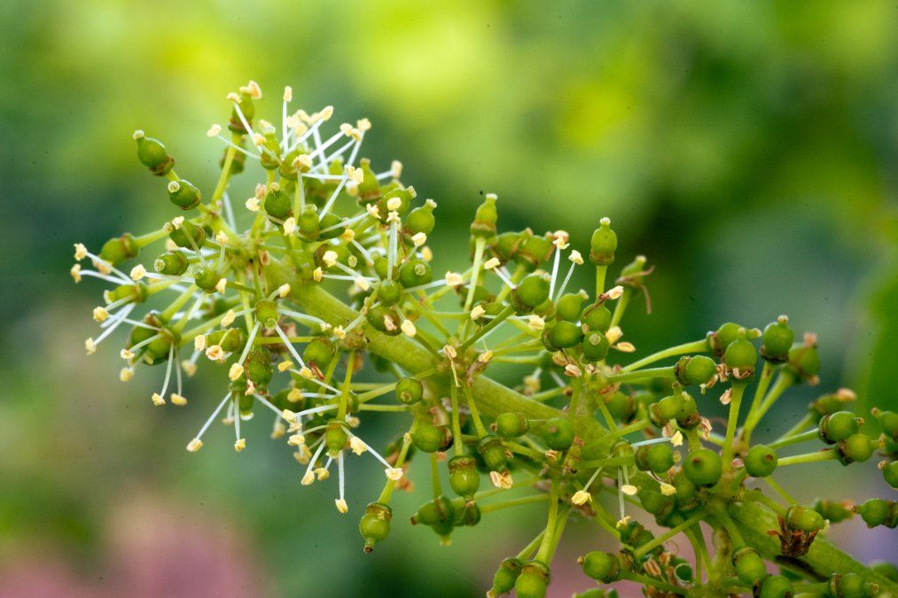 Frühe Blüte in Weinbergen: "Jeder Regen ist willkommen!"