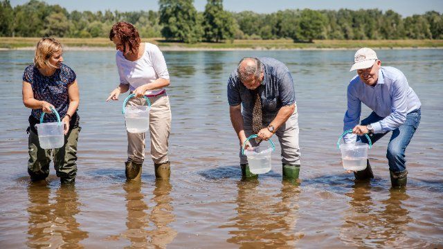 Mehr als neue 400.000 Maifische sollen sich im Rhein ausbreiten