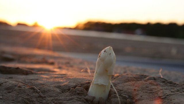 Spargelbauern im Bundesland ziehen durchwachsenes Fazit der Saison