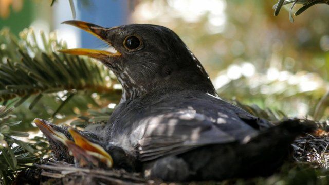 Naturschützer rufen zu Achtsamkeit für Jungvögel auf